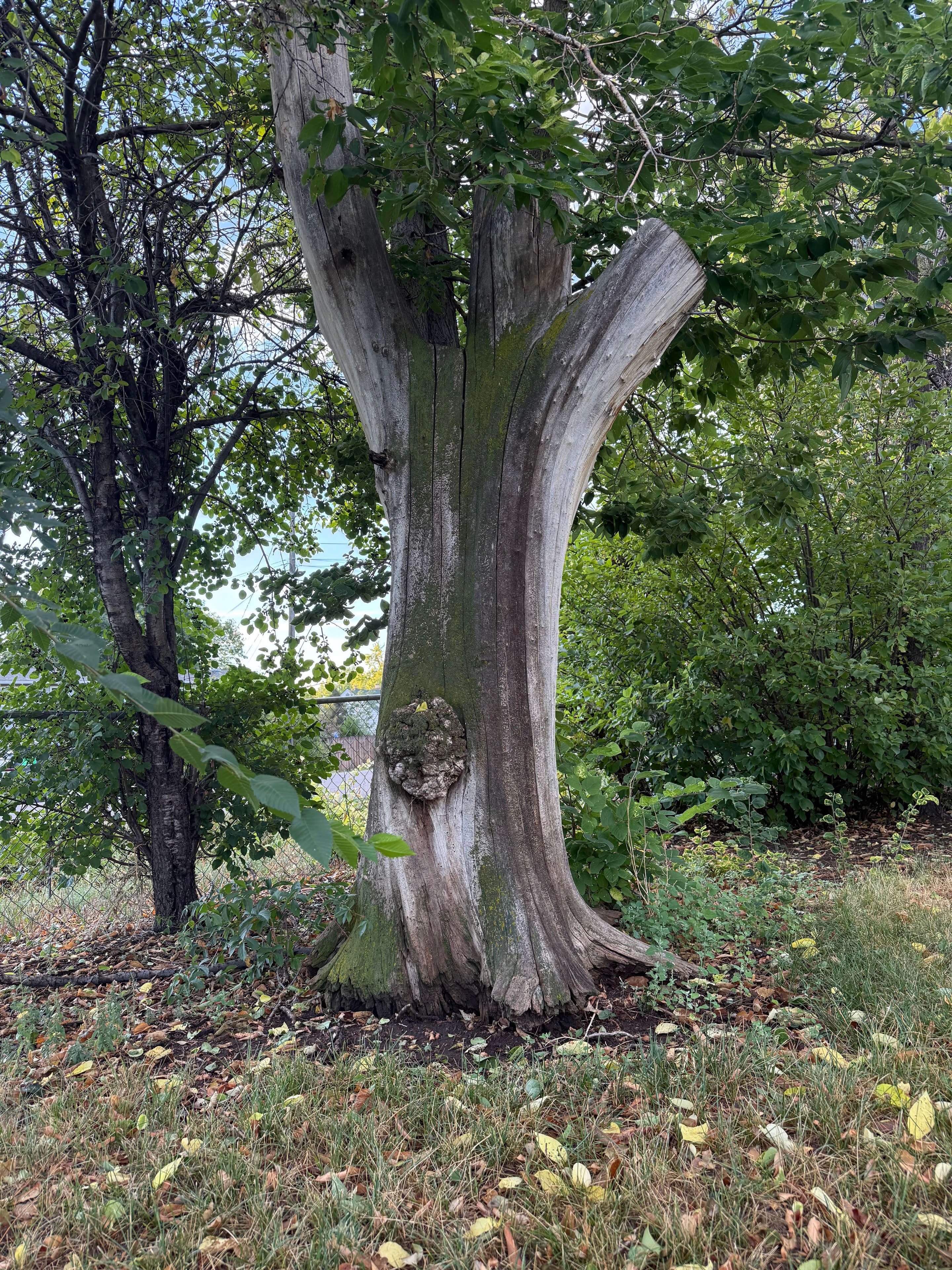 Featured image for The Tree Stump